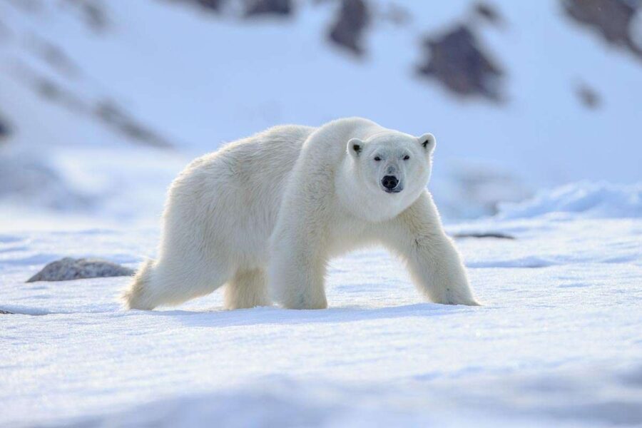 Polar Bear Animals of Greenland